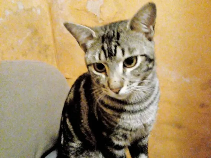 Gato ra a SRD-ViraLata idade 1 ano nome Macho Castrado