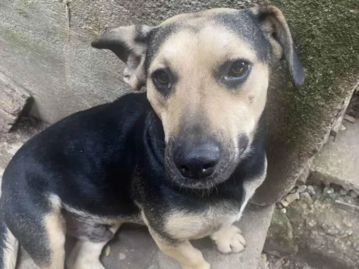 Cachorro ra a SRD-ViraLata idade 2 anos nome Alvin