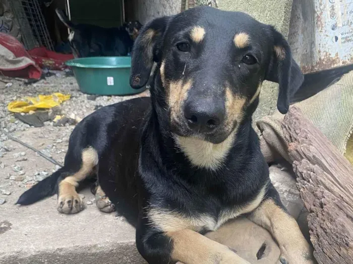 Cachorro ra a SRD-ViraLata idade 2 anos nome Nina