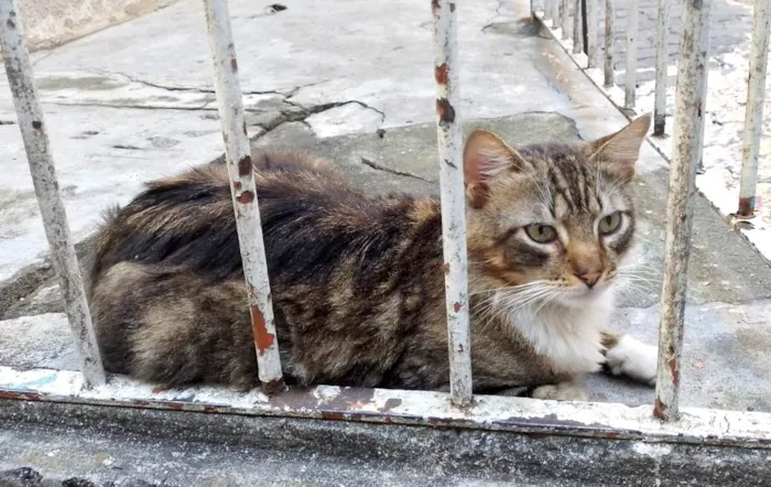 Gato ra a SRD-ViraLata idade 2 anos nome Fêmea Castrada