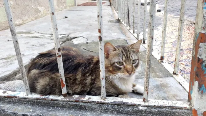 Gato ra a SRD-ViraLata idade 2 anos nome Fêmea Castrada