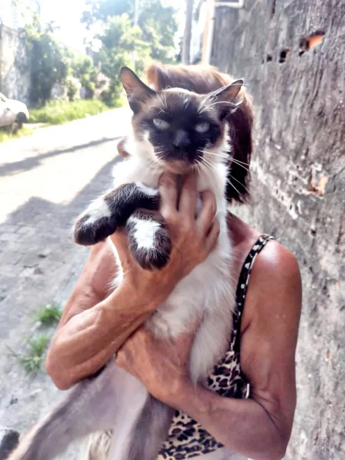 Gato ra a SRD-ViraLata idade 1 ano nome Franklin