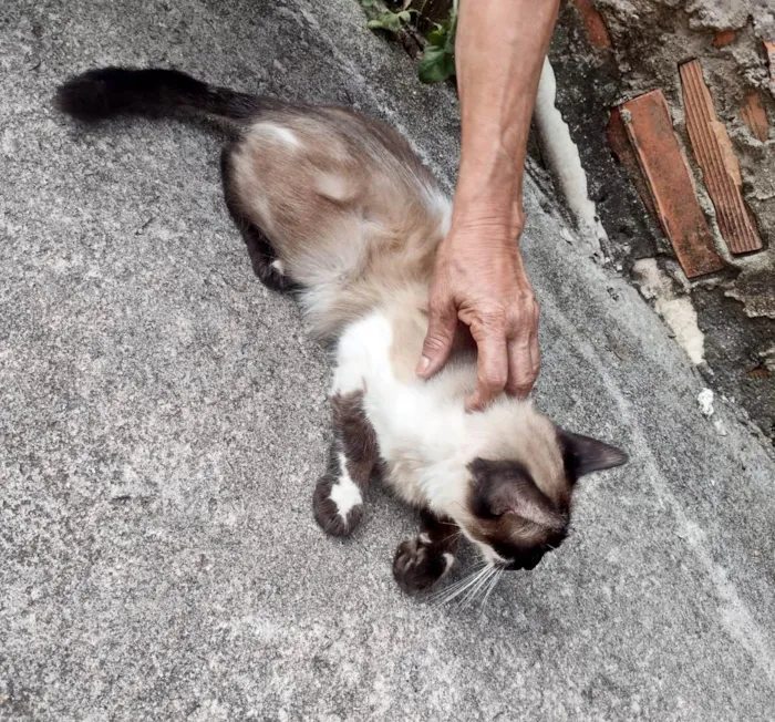 Gato ra a SRD-ViraLata idade 1 ano nome Franklin