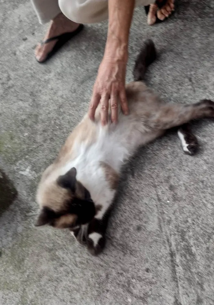 Gato ra a SRD-ViraLata idade 1 ano nome Franklin