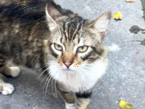 Gato raça SRD-ViraLata idade 2 anos nome Fêmea Castrada