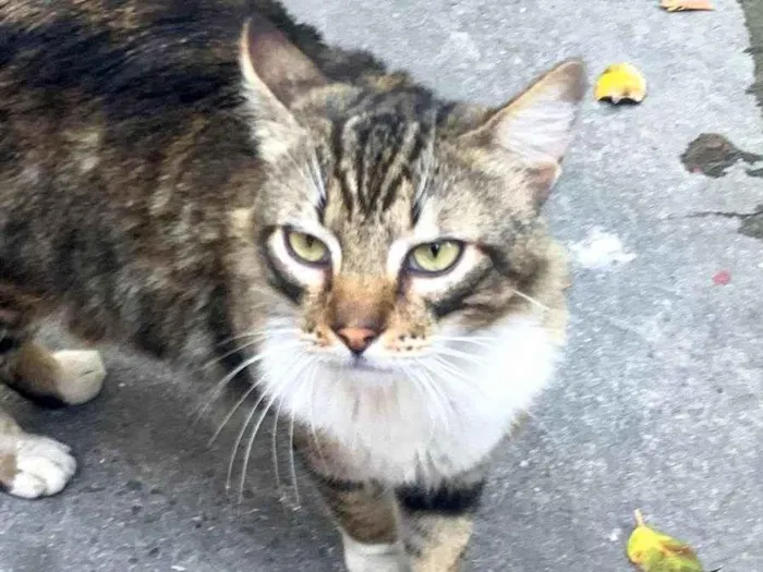 Gato ra a SRD-ViraLata idade 2 anos nome Fêmea Castrada