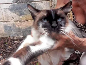 Gato raça SRD-ViraLata idade 1 ano nome Franklin