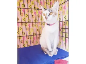 Gato raça SRD-ViraLata idade 3 anos nome Madhu