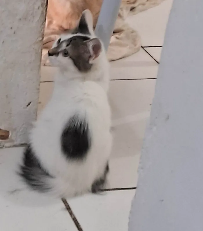 Gato ra a SRD-ViraLata idade 2 a 6 meses nome MELISSA