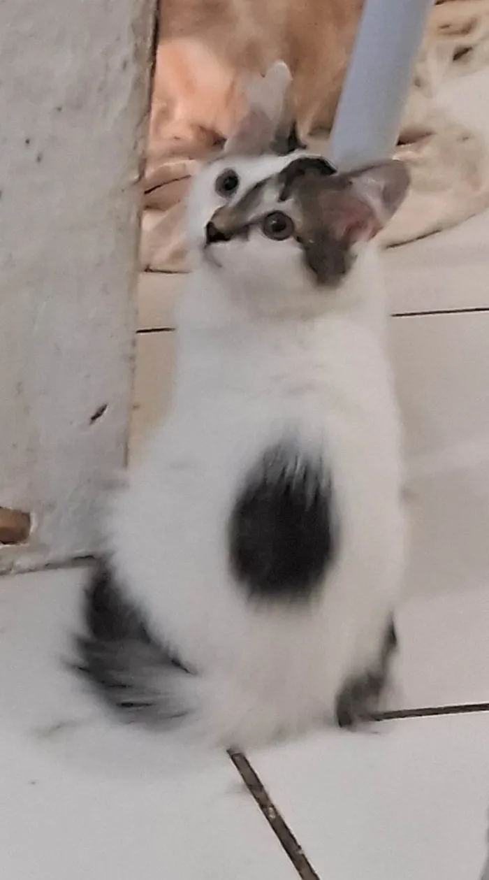 Gato ra a SRD-ViraLata idade 2 a 6 meses nome MELISSA