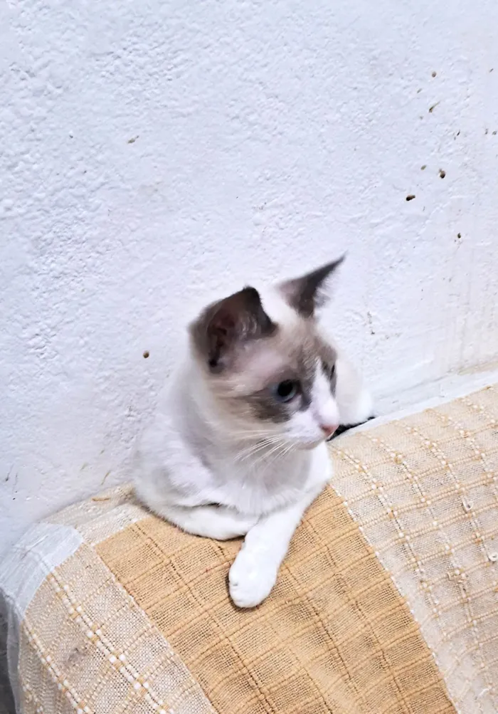 Gato ra a SRD-ViraLata idade 2 a 6 meses nome JONNY