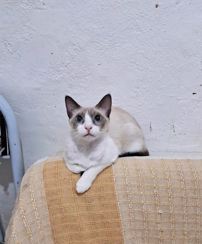 Gato ra a SRD-ViraLata idade 2 a 6 meses nome JONNY