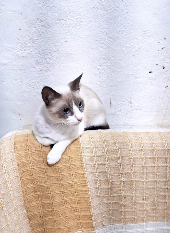 Gato ra a SRD-ViraLata idade 2 a 6 meses nome JONNY