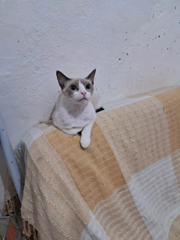 Gato ra a SRD-ViraLata idade 2 a 6 meses nome JONNY
