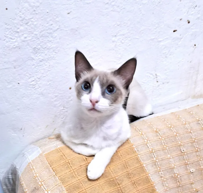 Gato ra a SRD-ViraLata idade 2 a 6 meses nome JONNY