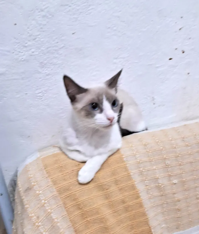 Gato ra a SRD-ViraLata idade 2 a 6 meses nome JONNY