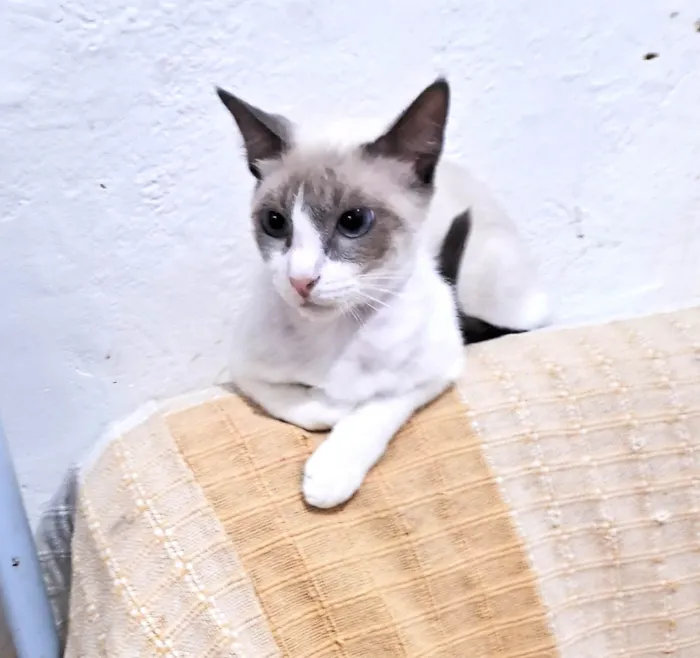 Gato ra a SRD-ViraLata idade 2 a 6 meses nome JONNY