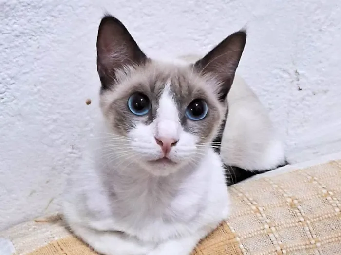 Gato ra a SRD-ViraLata idade 2 a 6 meses nome JONNY