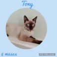Tony