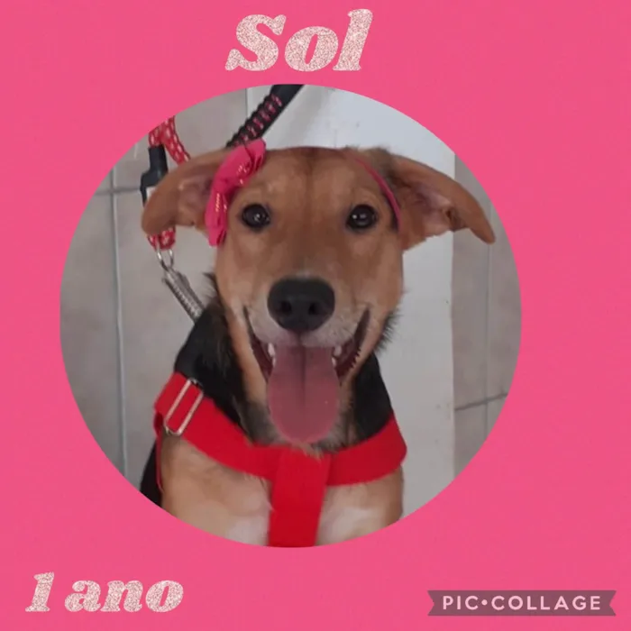 Cachorro ra a  idade 1 ano nome Sol