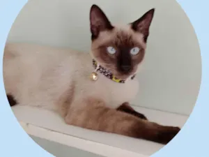Gato raça  idade 7 a 11 meses nome Tony