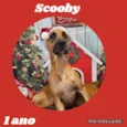 Scooby 