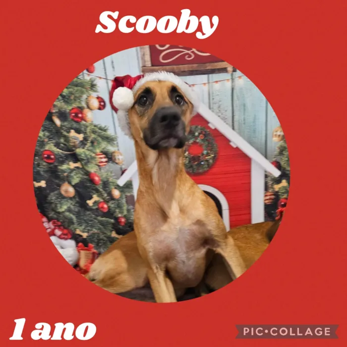 Cachorro ra a  idade 1 ano nome Scooby 