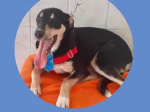 Cachorro raça  idade 1 ano nome Black