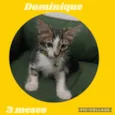 Dominique