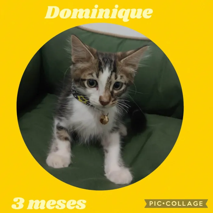Gato ra a  idade 2 a 6 meses nome Dominique