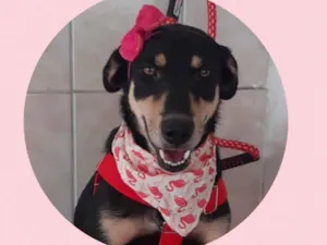 Cachorro raça  idade 1 ano nome Frida