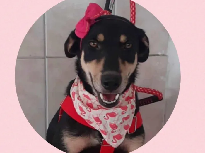 Cachorro ra a  idade 1 ano nome Frida