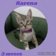 Ravena