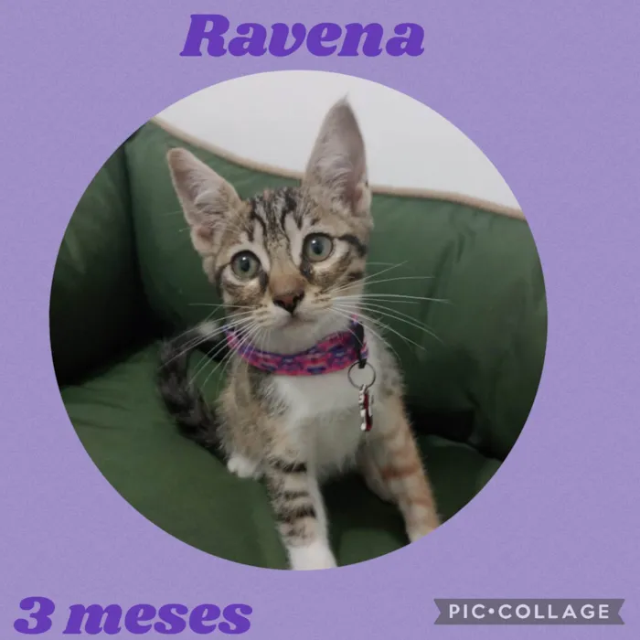 Gato ra a  idade 2 a 6 meses nome Ravena