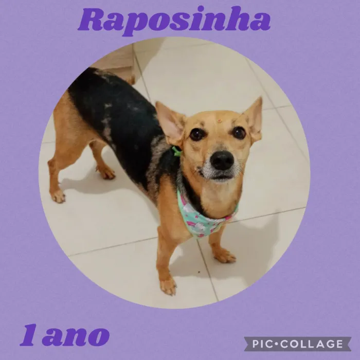 Cachorro ra a  idade 2 anos nome Raposinha 
