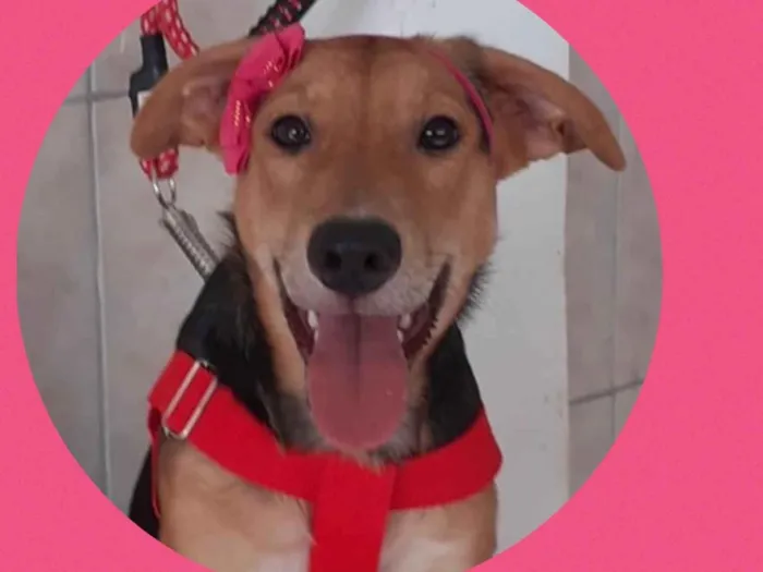 Cachorro ra a  idade 1 ano nome Sol