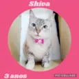 Shiva