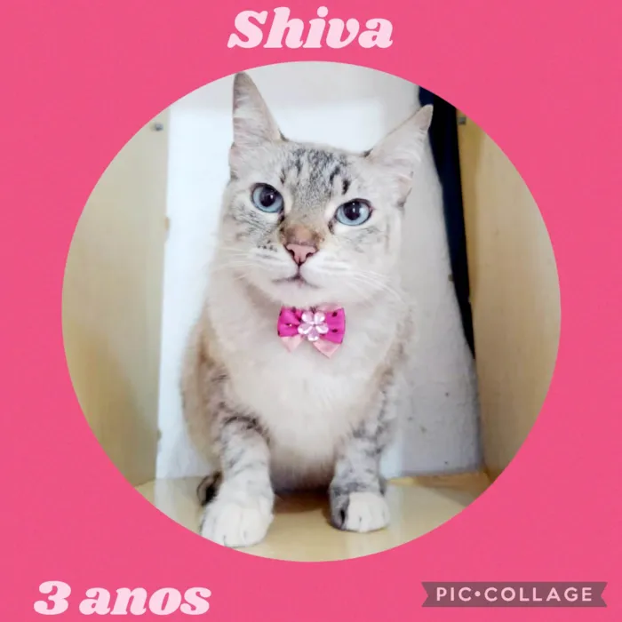 Gato ra a  idade 3 anos nome Shiva