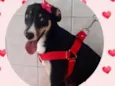 Lola