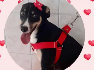 Cachorro raça  idade 1 ano nome Lola