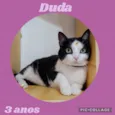 Duda