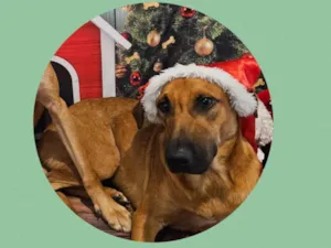 Cachorro raça  idade 1 ano nome Woody