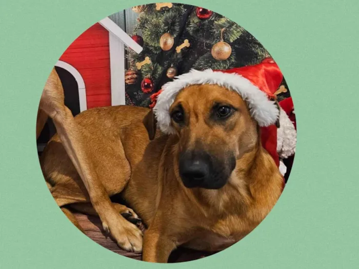 Cachorro ra a  idade 1 ano nome Woody