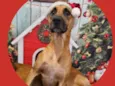 Scooby 