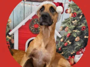 Cachorro raça  idade 1 ano nome Scooby 