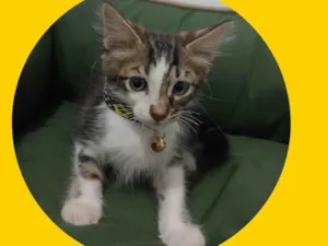 Gato raça  idade 2 a 6 meses nome Dominique