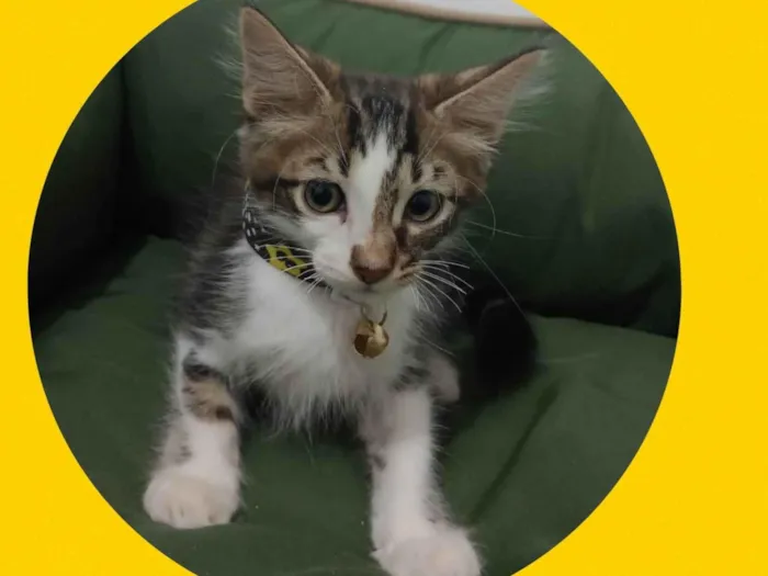 Gato ra a  idade 2 a 6 meses nome Dominique