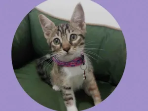 Gato raça  idade 2 a 6 meses nome Ravena