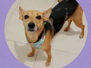 Cachorro raça  idade 2 anos nome Raposinha 