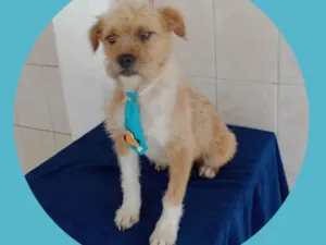 Cachorro raça  idade 4 anos nome Babo